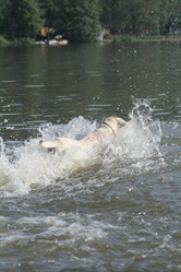 Dog swimming in the pond