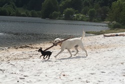 Dogs playing on the sandy beach