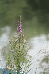Flowering purple loosestrife by the water