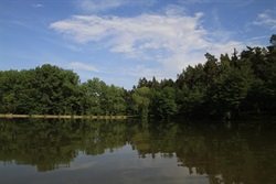 Forest reflected in the pond surface