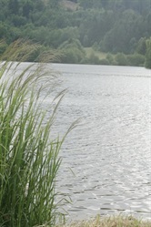 Pond surface with reeds