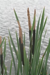 Reeds by the water surface
