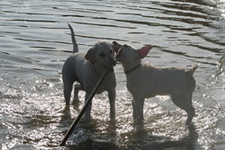 Two dogs in the water with a stick