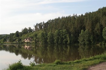 Zalesněný břeh rybníka s odrazem ve vodě